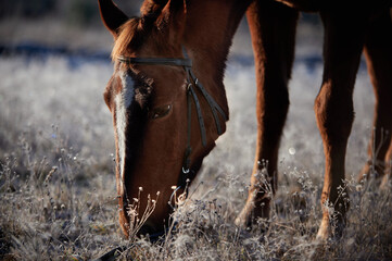 Brown horse on a frosty morning in a field near a forest in a village