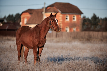 Brown horse on a frosty morning in a field near a forest in a village