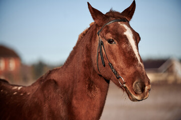 Brown horse on a frosty morning in a field near a forest in a village