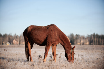 Brown horse on a frosty morning in a field near a forest in a village
