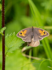 Obraz premium Meadow Brown Aberration Butterflies Mating