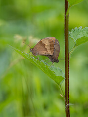 Meadow Brown Aberration Butterflies Mating