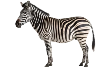 Kussenhoes Full body image of a zebra - Isolated, no background © Jürgen Fälchle