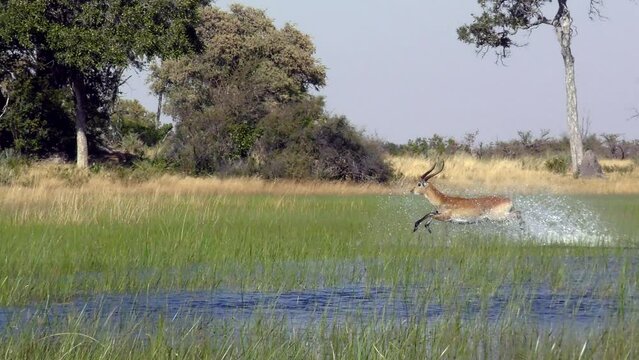 Slow motion video footage of a red or southern lechwe (Kobus leche) male running through the flooded grasslands of the Okavango Delta in  Botswana