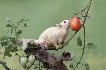 A female albino sugar glider is eating a ripe tomato on a tree. This marsupial mammal has the...