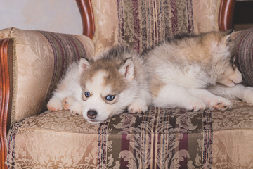 Two of siberian husky puppies with a black nose and blue eyes are sleeping on chair. lazy sleepy Siberian Husky puppy dogs are resting.