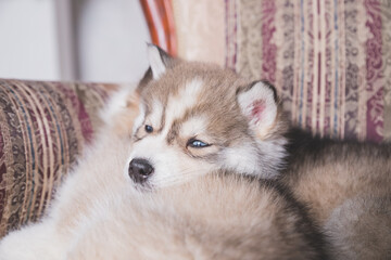 Two of siberian husky puppies with a black nose and blue eyes are sleeping on chair. lazy sleepy...