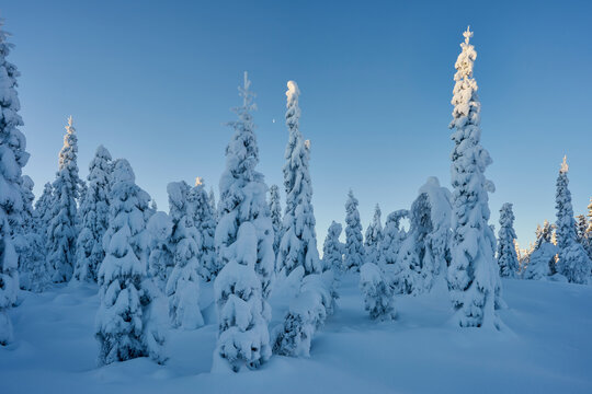 Image from a trip to the Osthogda Hill, part of the Totenaasen Hills, Norway, in winter.