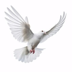 Fototapeta premium a dove on a white background coloured by colour