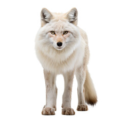 A white fox standing on a isolated on transparent or white background