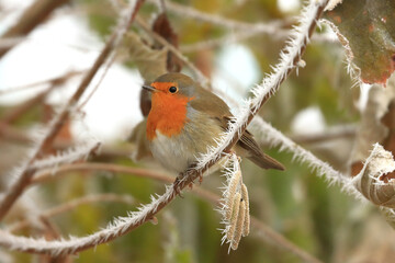 Robin bird on tree in cold winter morning