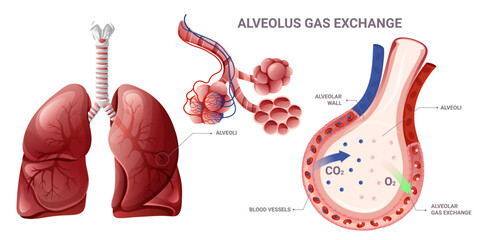Alveolus gas exchange in lungs infographic. Alveoli and lungs structure. Medical vector illustration - obrazy, fototapety, plakaty