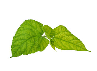 Mulberry leaves on transparent png