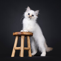 Adorable tortie Sacred Birman cat kitten, standing side ways with front paws on little wooden...