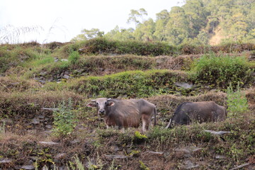 buffalos take a walk in the village of nepal, birethanti, senses of  poonhill trekking