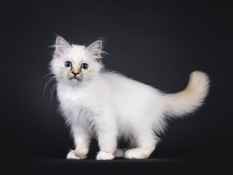 Adorable tortie Sacred Birman cat kitten, standing up side ways. Looking straight to camera with blue eyes. Isolated on a black background.