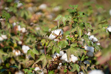 White ripe cotton crop plants rows in the cotton field.