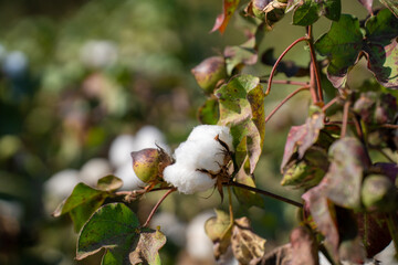 White ripe cotton crop plants rows in the cotton field.