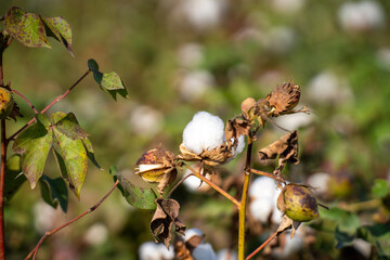 White ripe cotton crop plants rows in the cotton field.