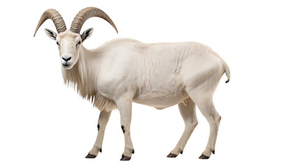A white goat with horns, isolated on transparent or white background