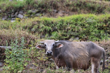 buffalos take a walk in the village of nepal, birethanti, senses of  poonhill trekking