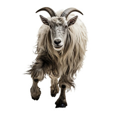 A goat with long hair running isolated on transparent or white background