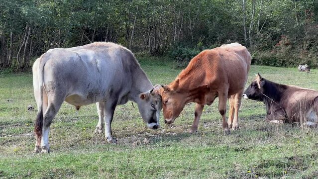 Two cows head-butting in a grassy field with another cow resting in the background