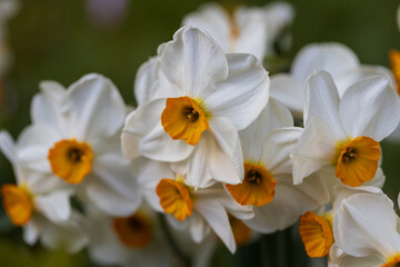 Fototapeta na wymiar Narcissus Geranium blossoms in the garden in spring