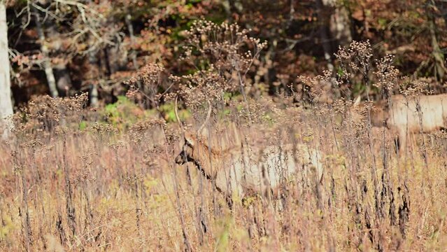 Young Bull Elk moves among a harem of cows as the larger Bull bugles a warning