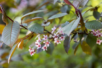 Beautiful Pink blooming bird cherry in an early spring