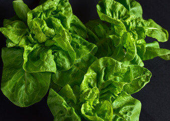 green leaves of a juicy salad on a black background, close-up, no people, minimalism