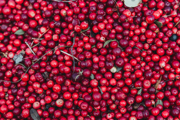Abstract background from fresh cowberry. Close up.