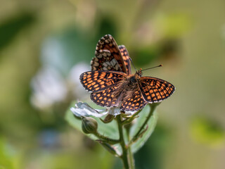 Heath Fritillary Feeding on a Bramble Flower