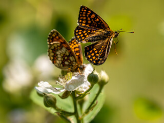 Heath Fritillary Feeding on a Bramble Flower