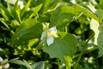 Great white trillium flower in the city park 
