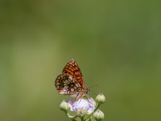 Heath Fritillary Feeding on a Bramble Flower