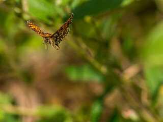 Heath Fritillary Butterfly in Flight