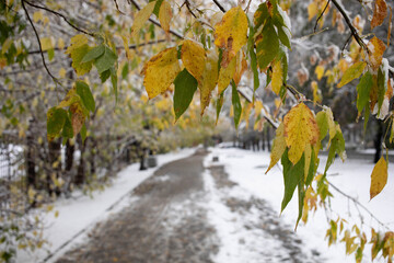 First snowfall in autumn city park. View to blur alley with frozen leaves on foreground. Copy space.