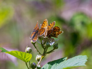 Heath Fritillary Feeding on a Bramble Flower