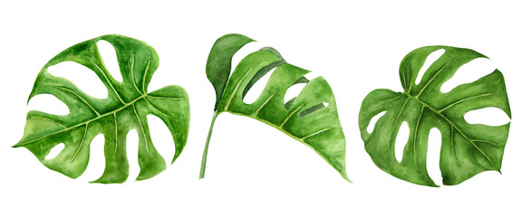 Green Monstera leaves set. Watercolor hand drawn illustration of tropical plant for travel guides,...