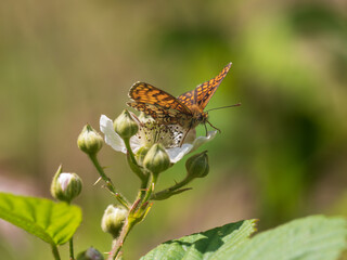 Heath Fritillary Feeding on a Bramble Flower
