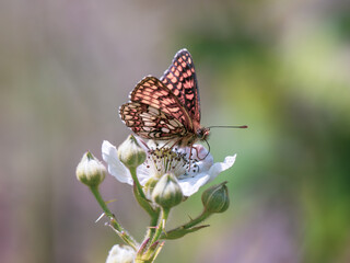Heath Fritillary Feeding on a Bramble Flower