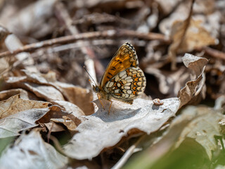 Heath Fritillary Feeding on a Bramble Flower
