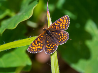 Obraz premium Heath Fritillary Resting on a Leaf