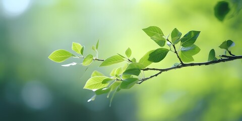 Fototapeta na wymiar Spring background blurred background on green tree leaves