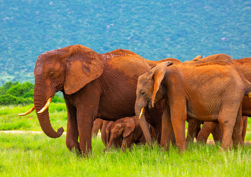 Rare elephant twins in a herd, Samburu County, Samburu National Reserve, Kenya