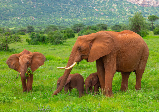 Fototapeta Rare elephant twins babies with their mother, Samburu County, Samburu National Reserve, Kenya