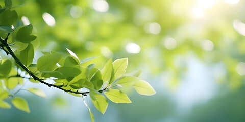 Fototapeta na wymiar Spring background blurred background on green tree leaves