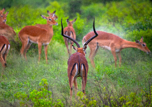 Male Impala (Aepyceros melampus) and his harem in green grass after rain, Samburu County, Samburu National Reserve, Kenya