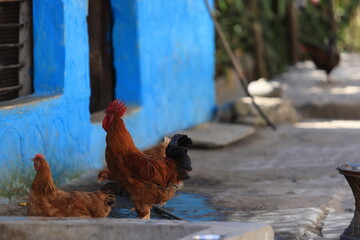 a rooster walk around the village in Birethanti, Nepal, the scene of  poonhill trekking - 688669666